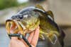 bass fishing tips, largemouth eats senko