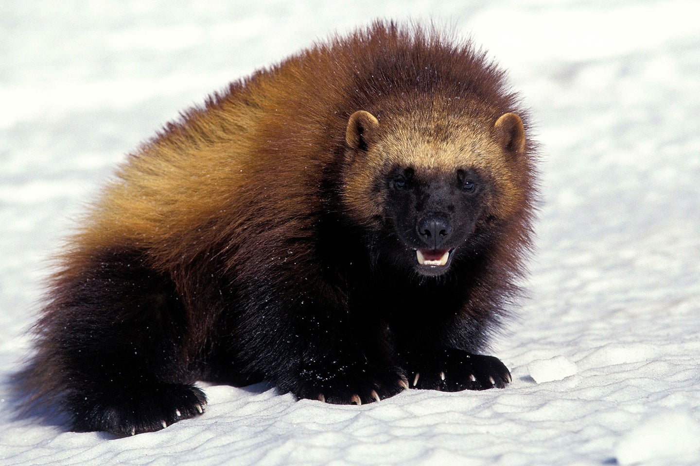 A wolverine in the snow.