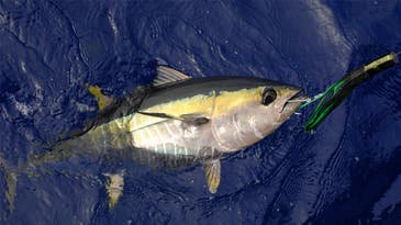 Yellowfin Tuna Fishing: How to Catch Ahi in the Gulf of Mexico