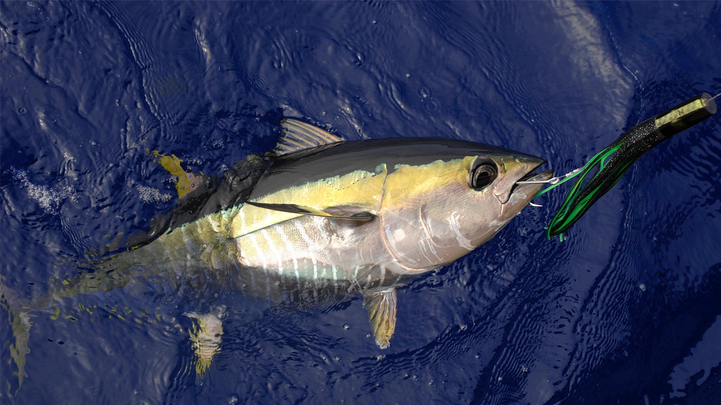 yellowfin tuna fishing