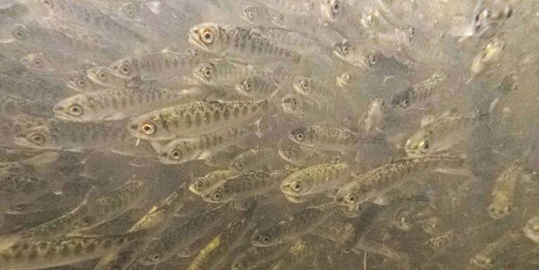Hundreds of Thousands of Salmon Die from “Gas Bubble Disease” in California