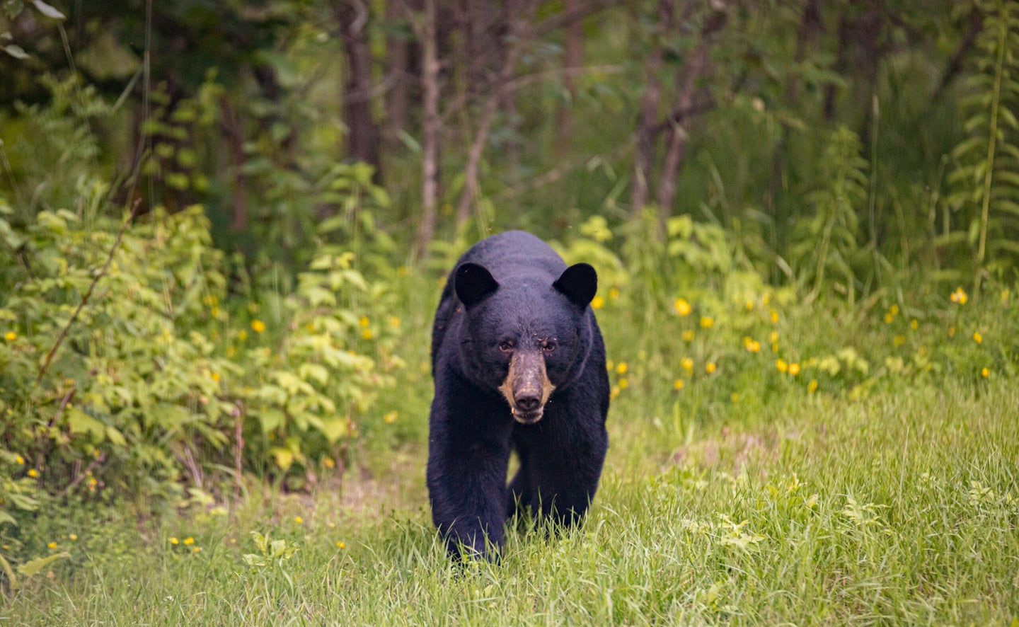 A black bear walks out of a forest and into a grassy field