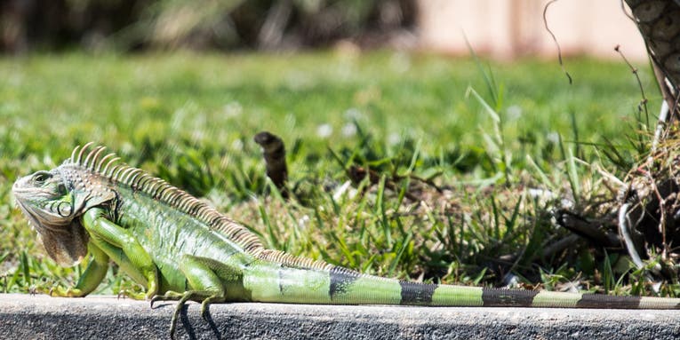 Florida Iguana Hunting: The Ultimate Guide to Chasing Lizards in the Sunshine State