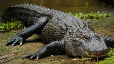 Alligator Rips Offs Fisherman’s Hand in Florida