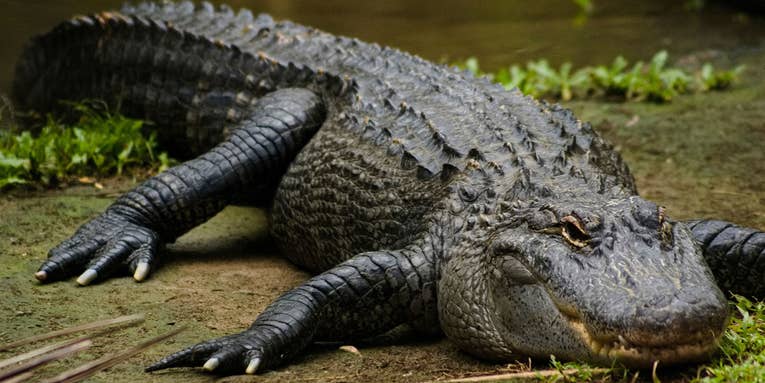 Alligator Rips Offs Fisherman’s Hand in Florida