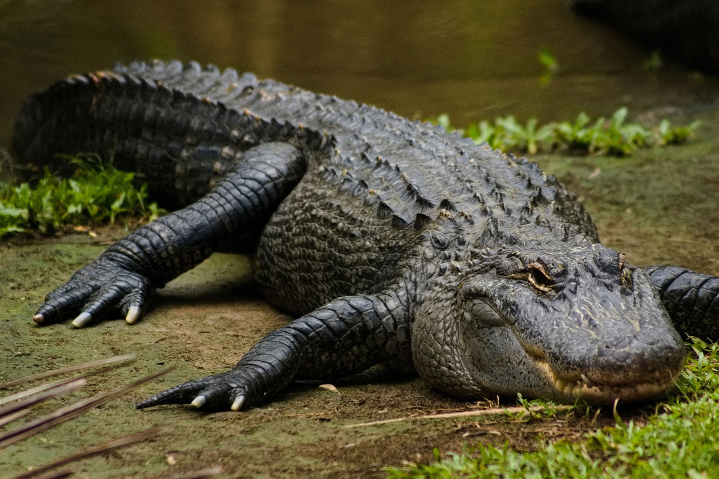 An alligator rests on a lakeshore.