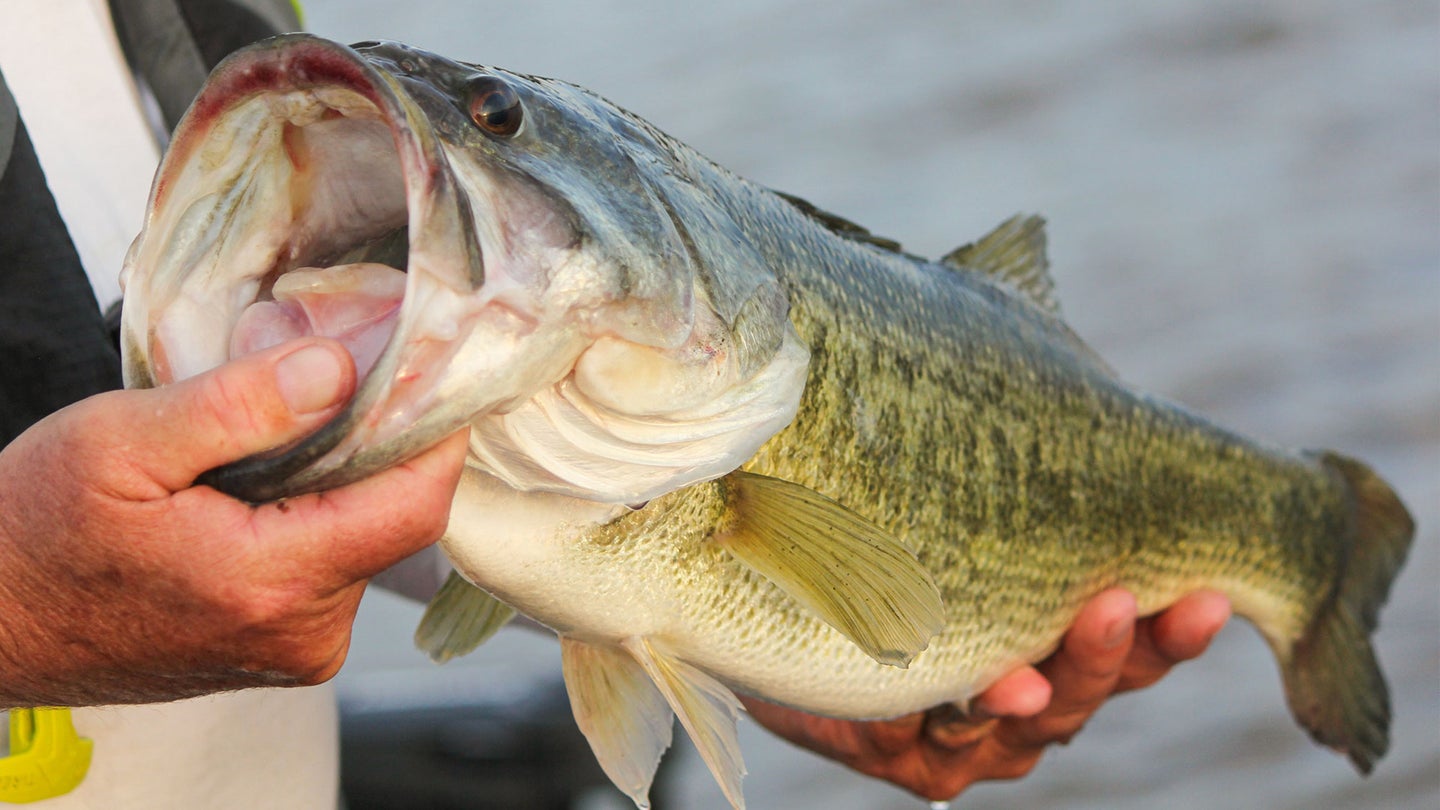 Florida largemouth bass