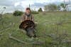 A hunter kneeling in an open pasture showing of a harvested tom turkey.