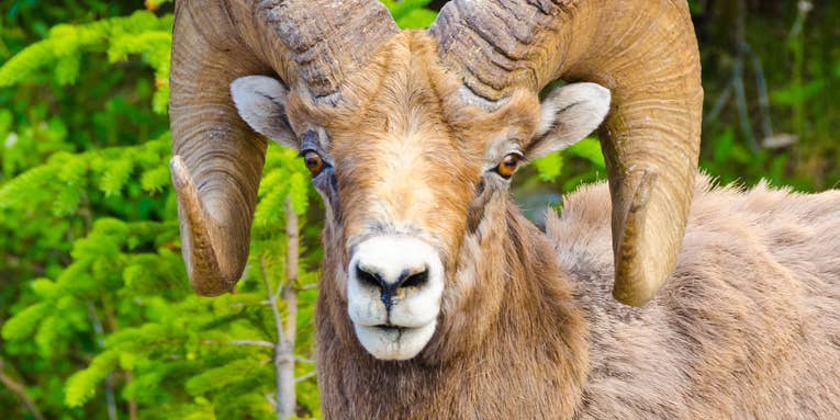A Montana Man Cloned and Illegally Bred Giant Hybrid Sheep for Captive Hunting