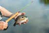 Fly casting for panfish is an excellent way to practice your technique—and a ton of fun.
