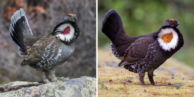 How to Differentiate and Hunt the Two Species of Blue Grouse