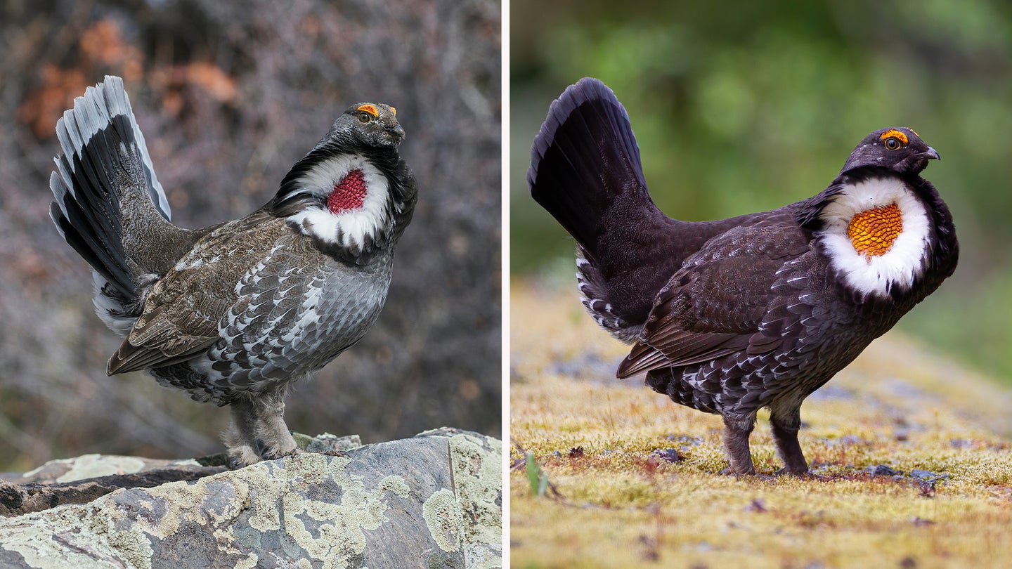 A males Dusky grouse next to a male Sooty grouse.