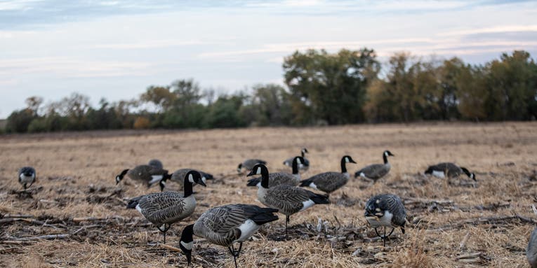 Best Goose Decoys: A Guide to Full Bodies, Silhouettes, Floaters, Socks, and Shells