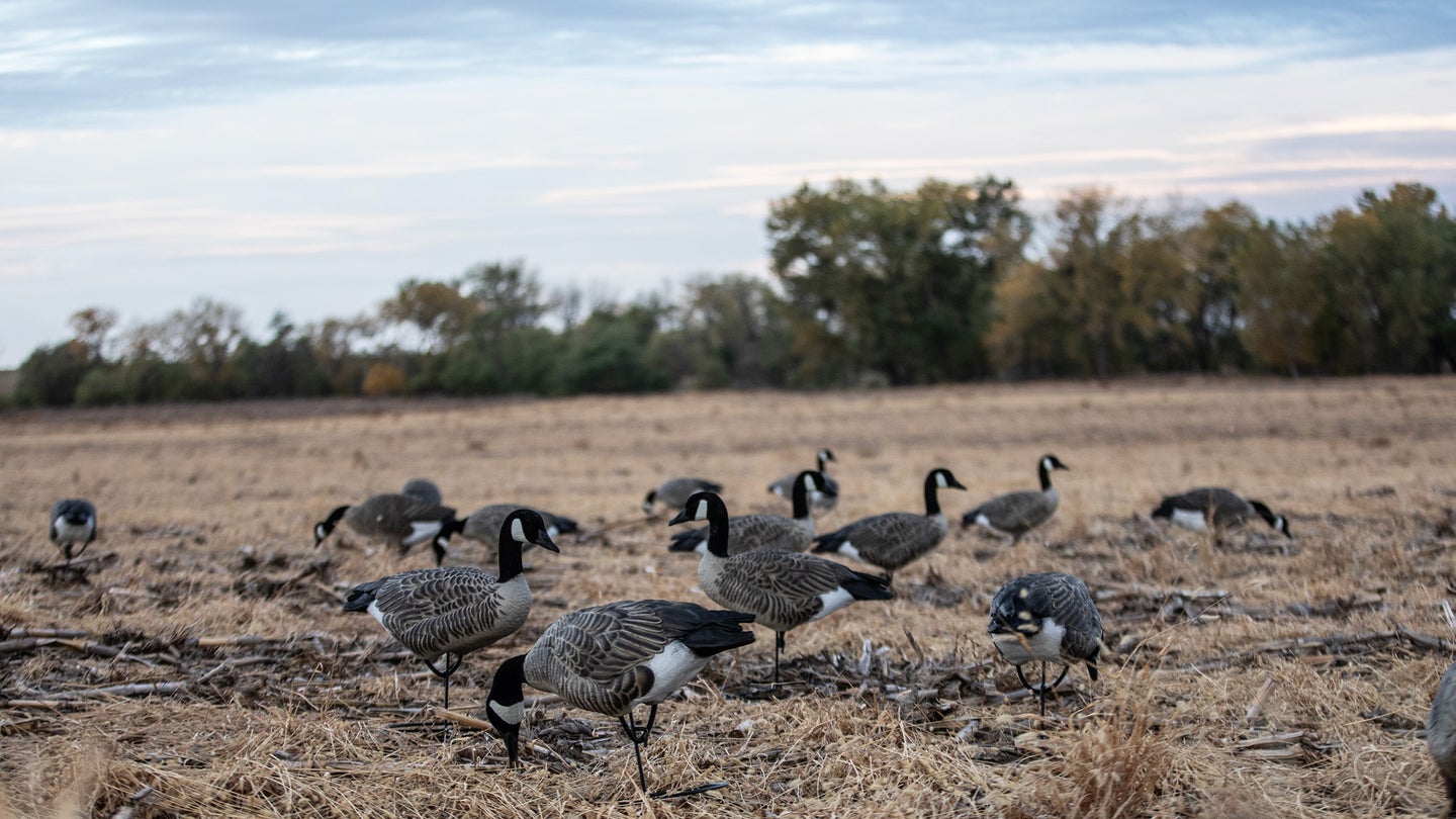 goose decoys in field