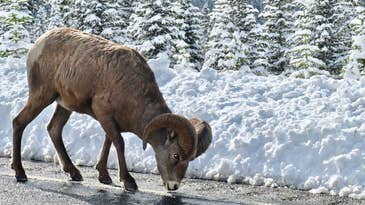 Idaho Man Fined $10,000 For Taking  Roadkilled Sheep Head Off Montana Highway