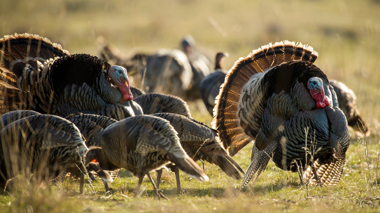 A flock of wild turkey, including two strutting gobblers, mill in a field.