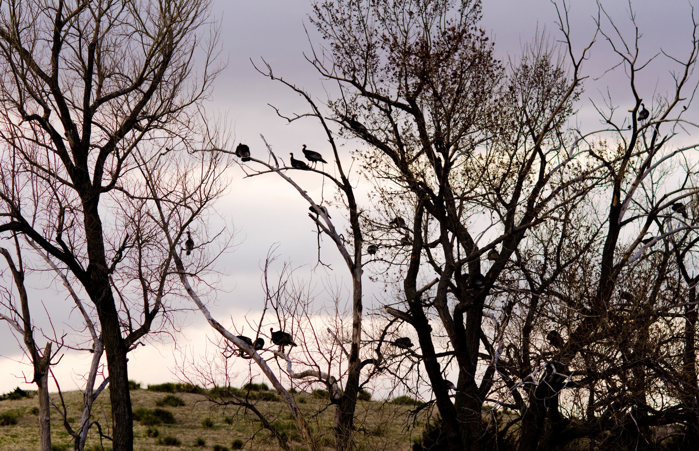 Turkeys roosted in the line of trees along a field at dawn.