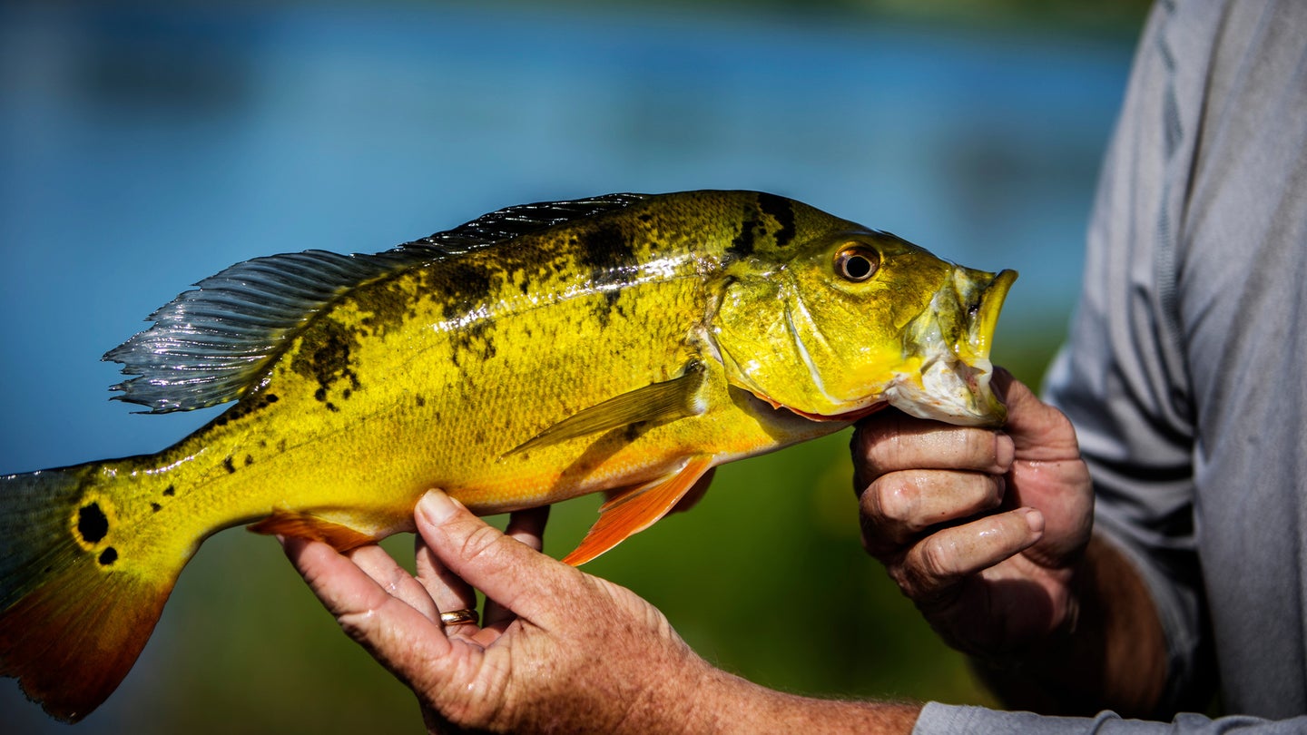 Peacock Bass Fishing: A Beginner's Guide