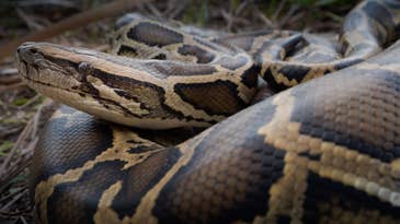 Scientists Say the Food of the Future May Be…Farmed Pythons?