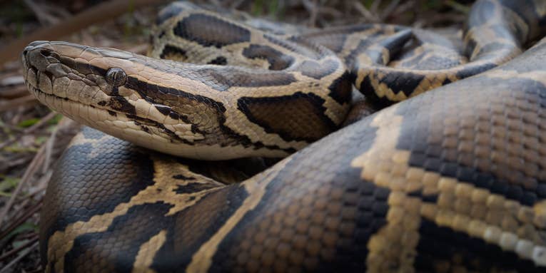 Scientists Say the Food of the Future May Be…Farmed Pythons?