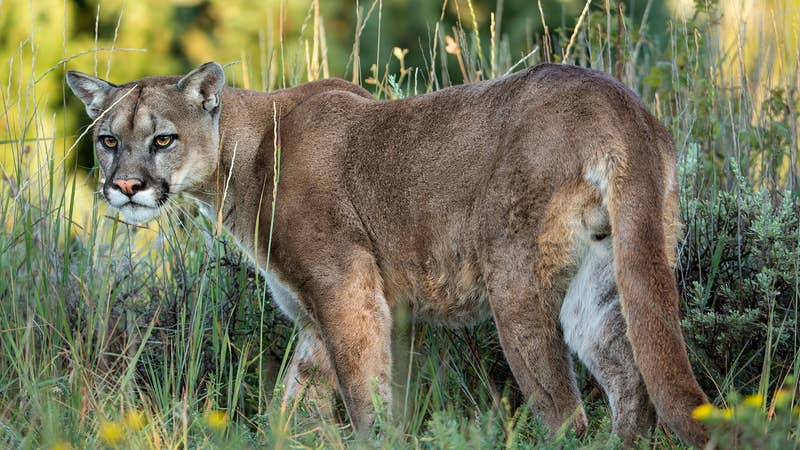 California Man Killed in Mountain Lion Attack While Shed Hunting