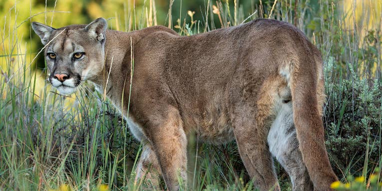 Watch a Cougar and a Bobcat Battle It Out Atop a 100-Foot Tree