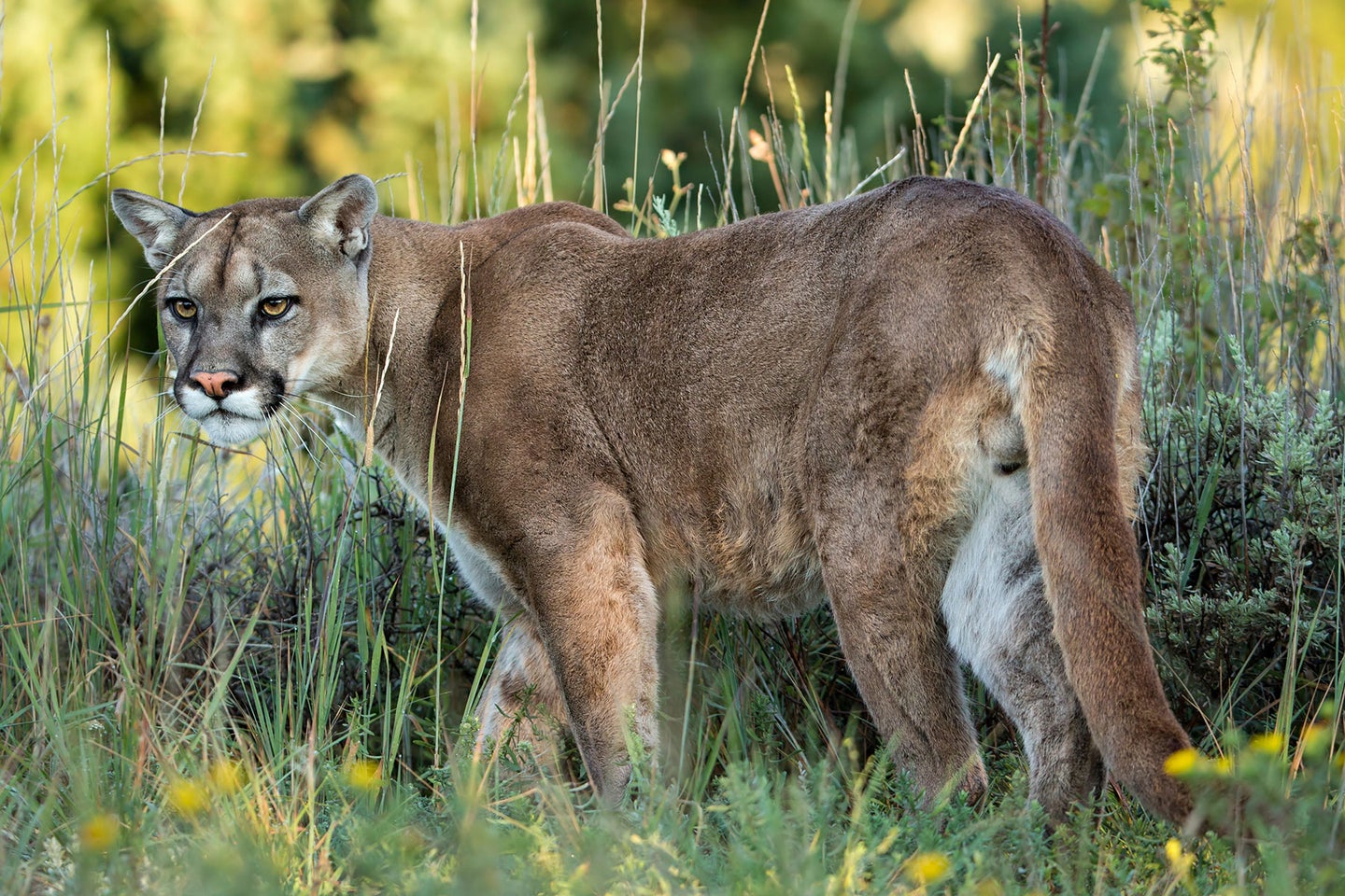 A mountain lion prowls through tall grass.