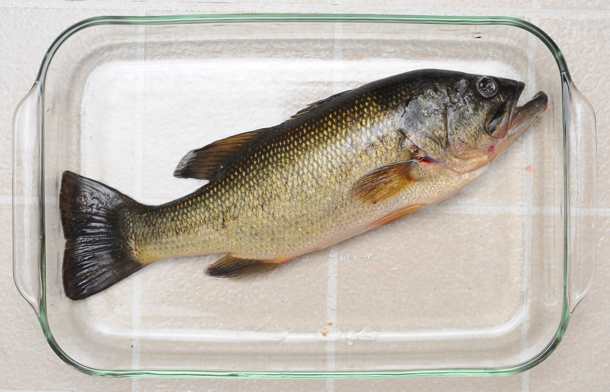 A largemouth bass in a glass baking dish, ready to be cooked