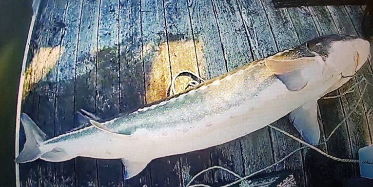 Oregon Poacher Serves Jail Time After Capturing Giant 80-Year-Old Sturgeon
