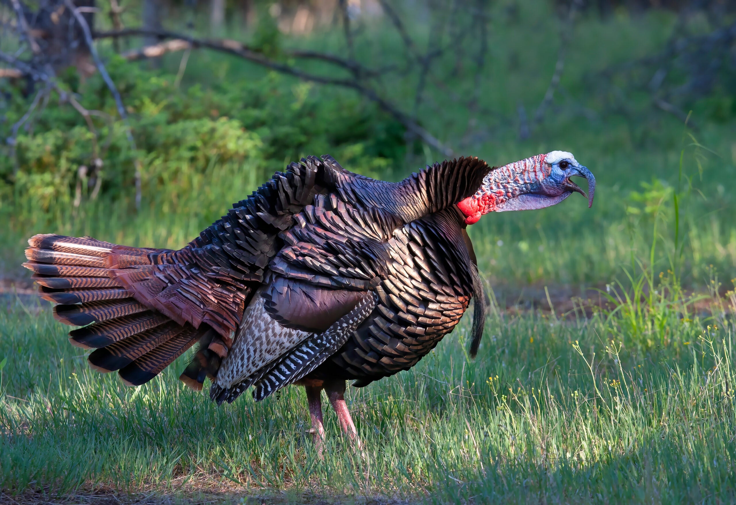 An eastern Tom lets out a gobble.