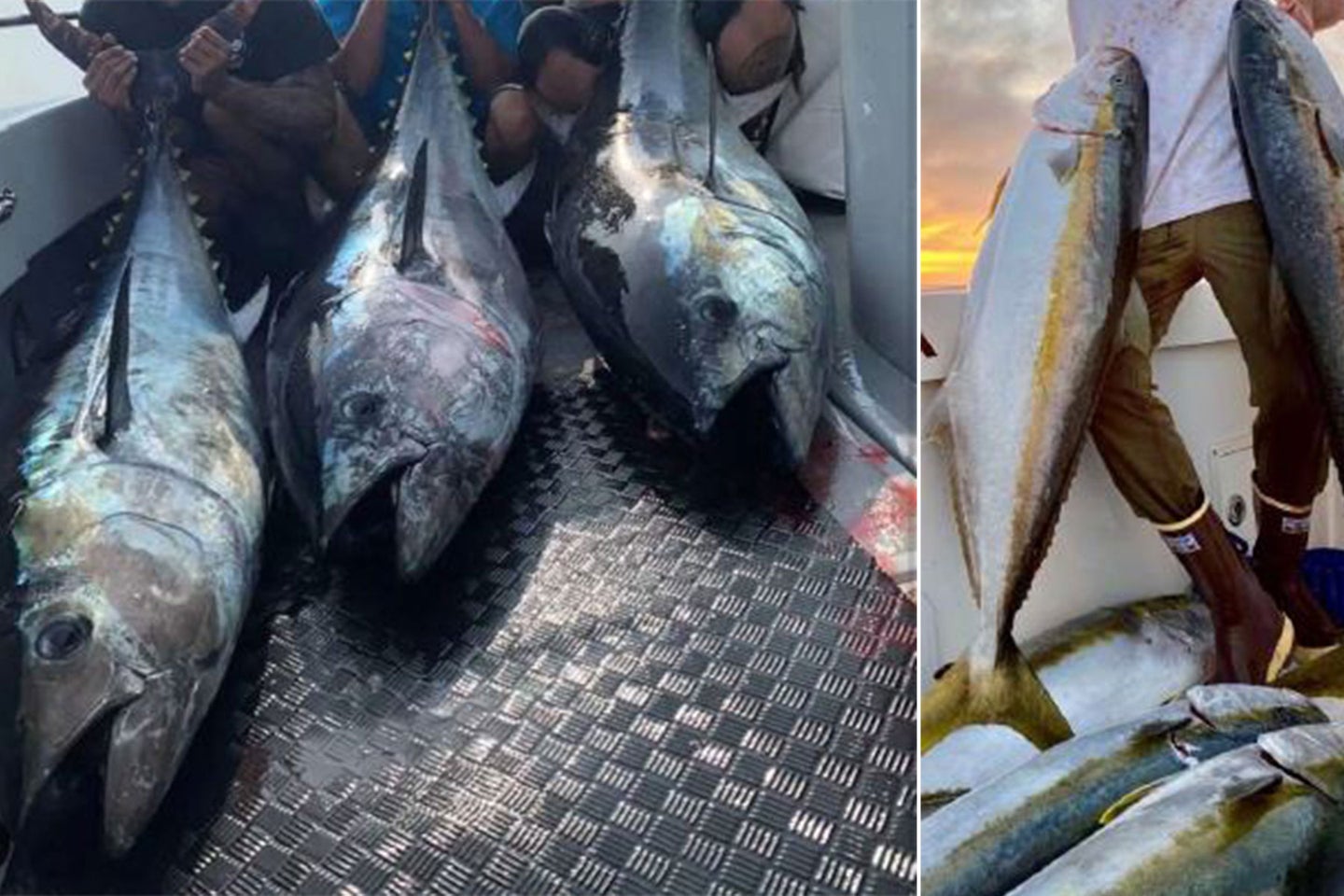 Poachers pose will fish illegally sold in California.