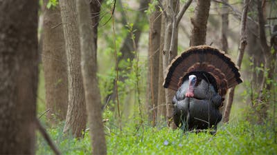 Eastern Wild Turkey: The King of Longbeards