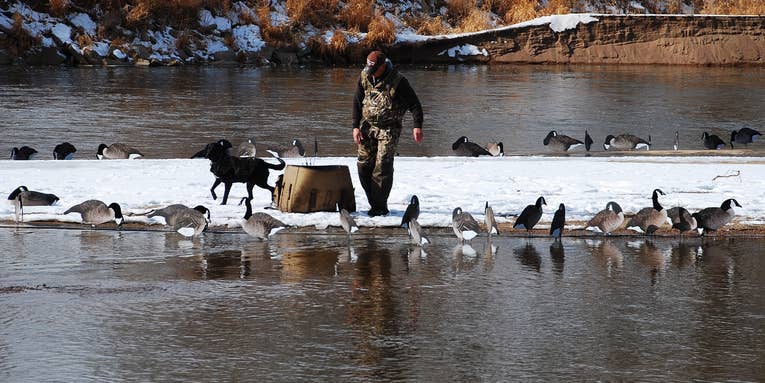 Montana Could Soon Open Waterfowl Hunting on a Closed Stretch of the Yellowstone River