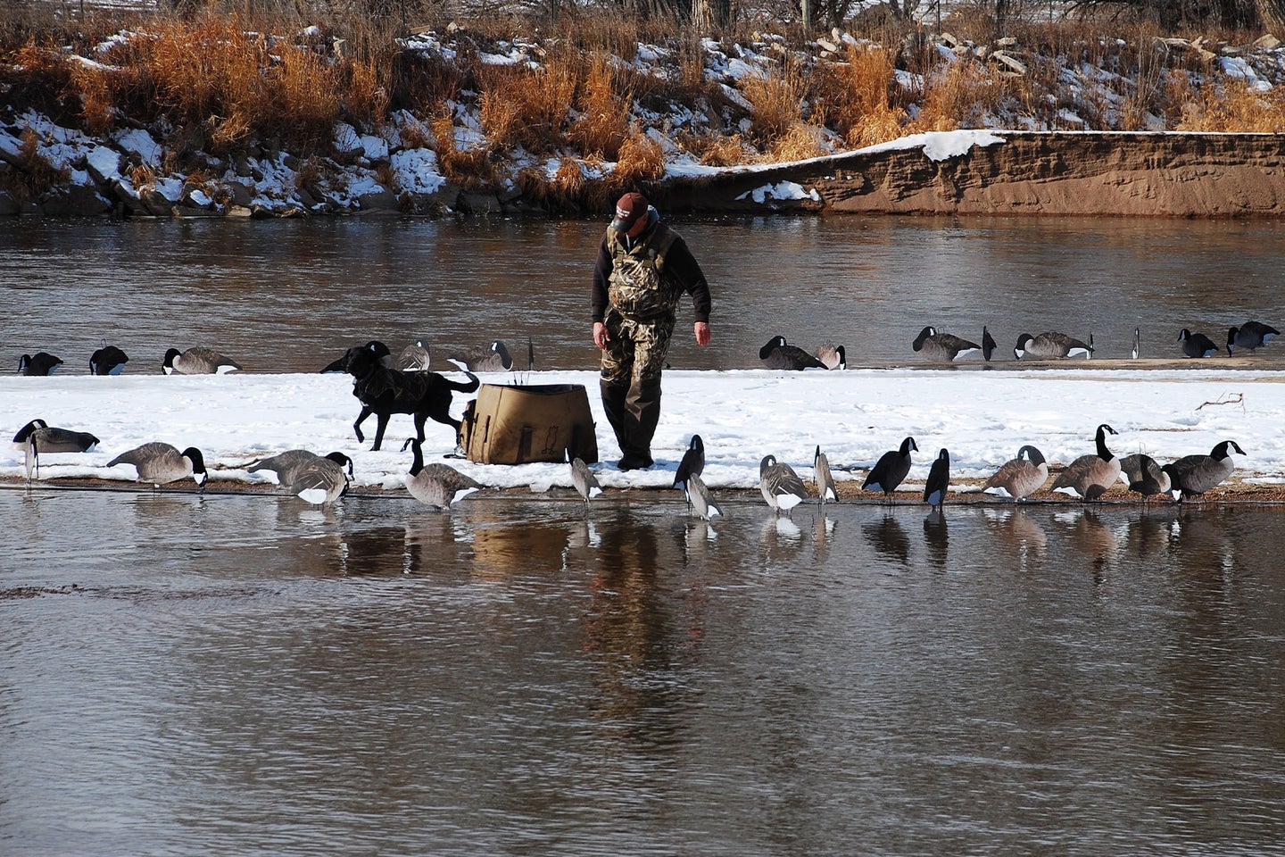 A goose hunter sets up decoys on a river.