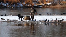Montana Could Soon Open Waterfowl Hunting on a Prime Stretch of the Yellowstone River