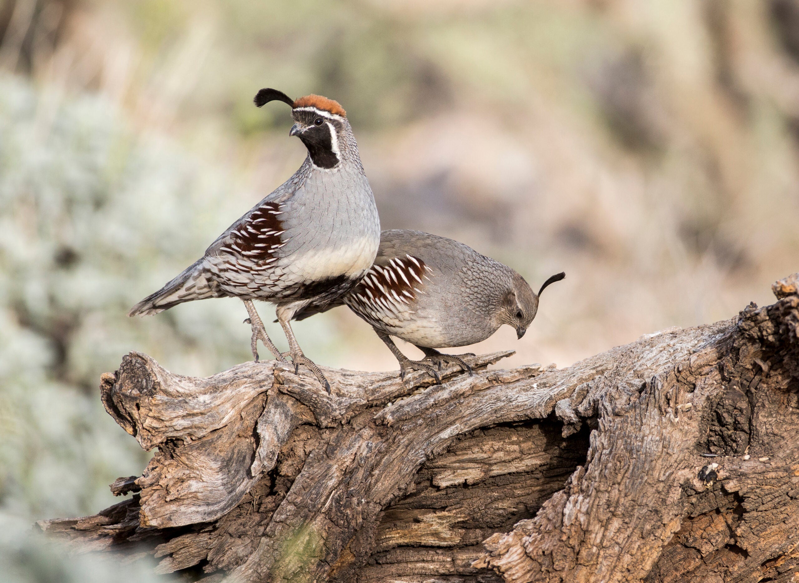 A male and female Gambel's quail stand side-by-side on a log.
