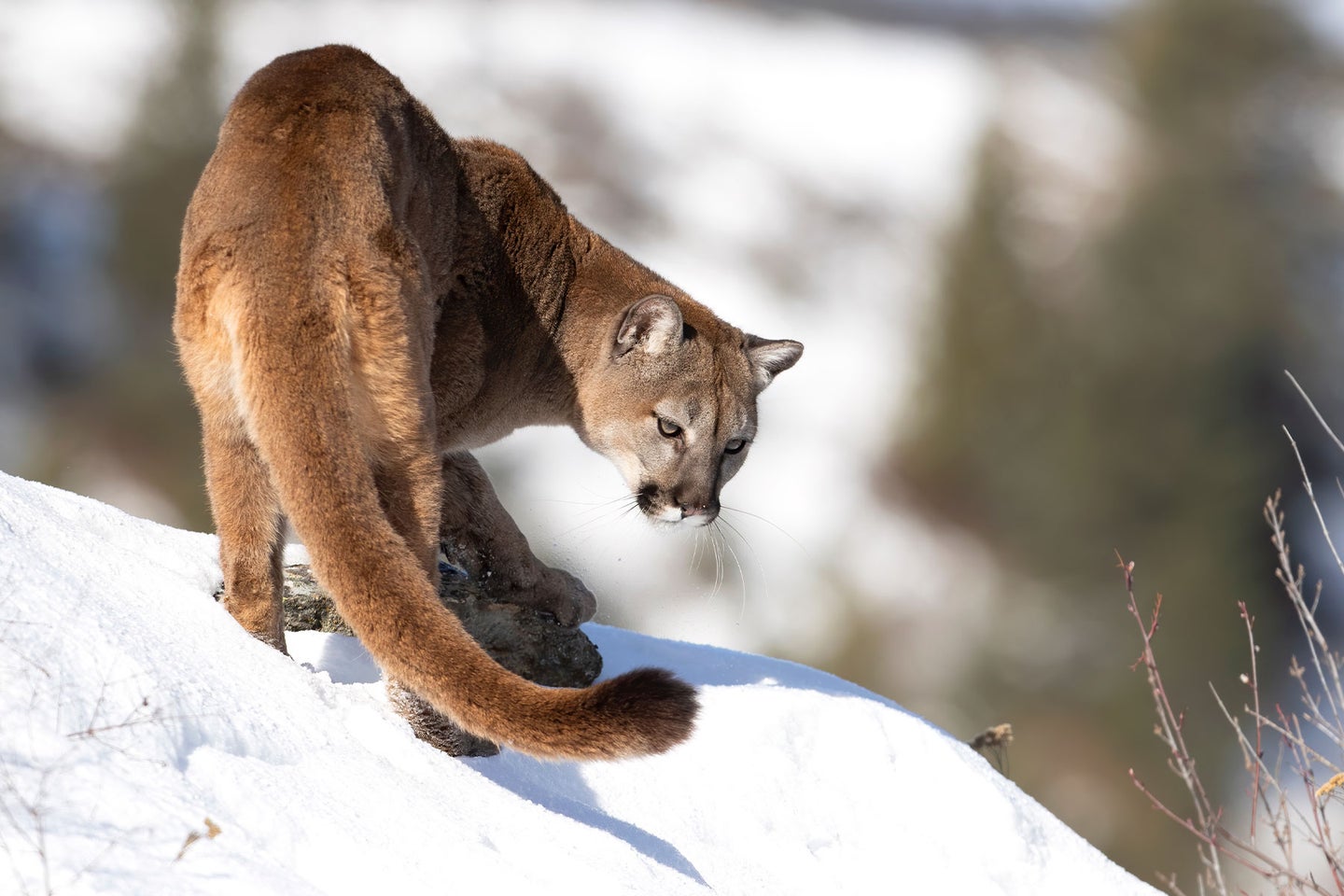 An adult mountain lion stands on a snowy mountainside.