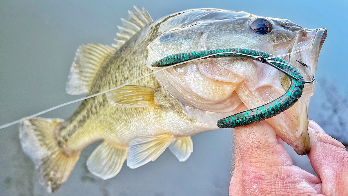 Angler holds largemouth bass caught on a green rubber worm