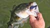 Angler holds up a largemouth bass caught on a Texas-rigged worm