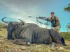 A woman stands over a blue wildebeest taken with a rifle and shooting sticks in Africa
