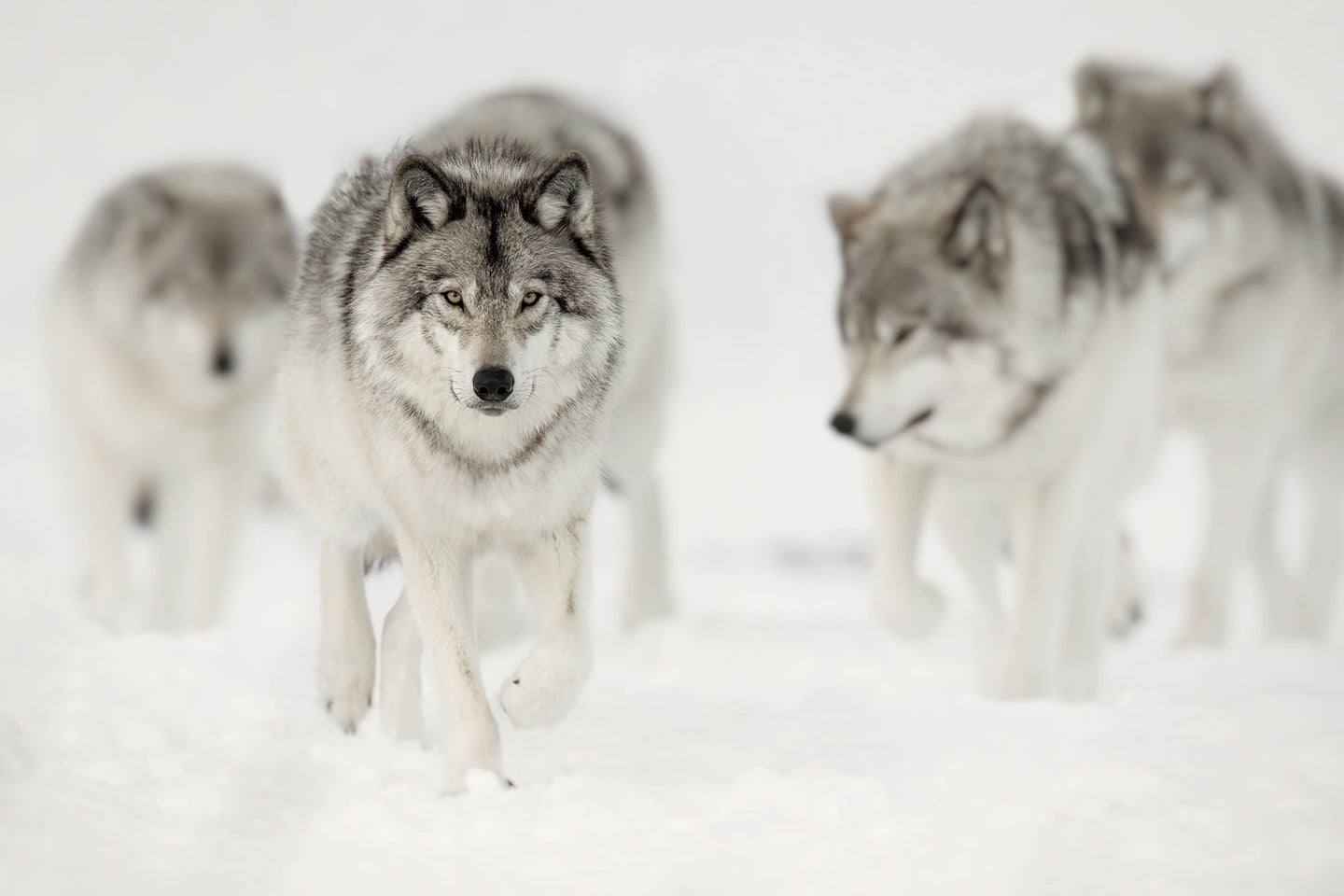 A pack of wolves walks through snow.