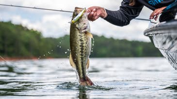 Bass Fishing 101: How to Catch Bucketmouths and Bronzebacks