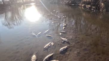 Iowa Fertilizer Spill Wipes Out River’s Aquatic Life, Killing Over 749,000 Fish