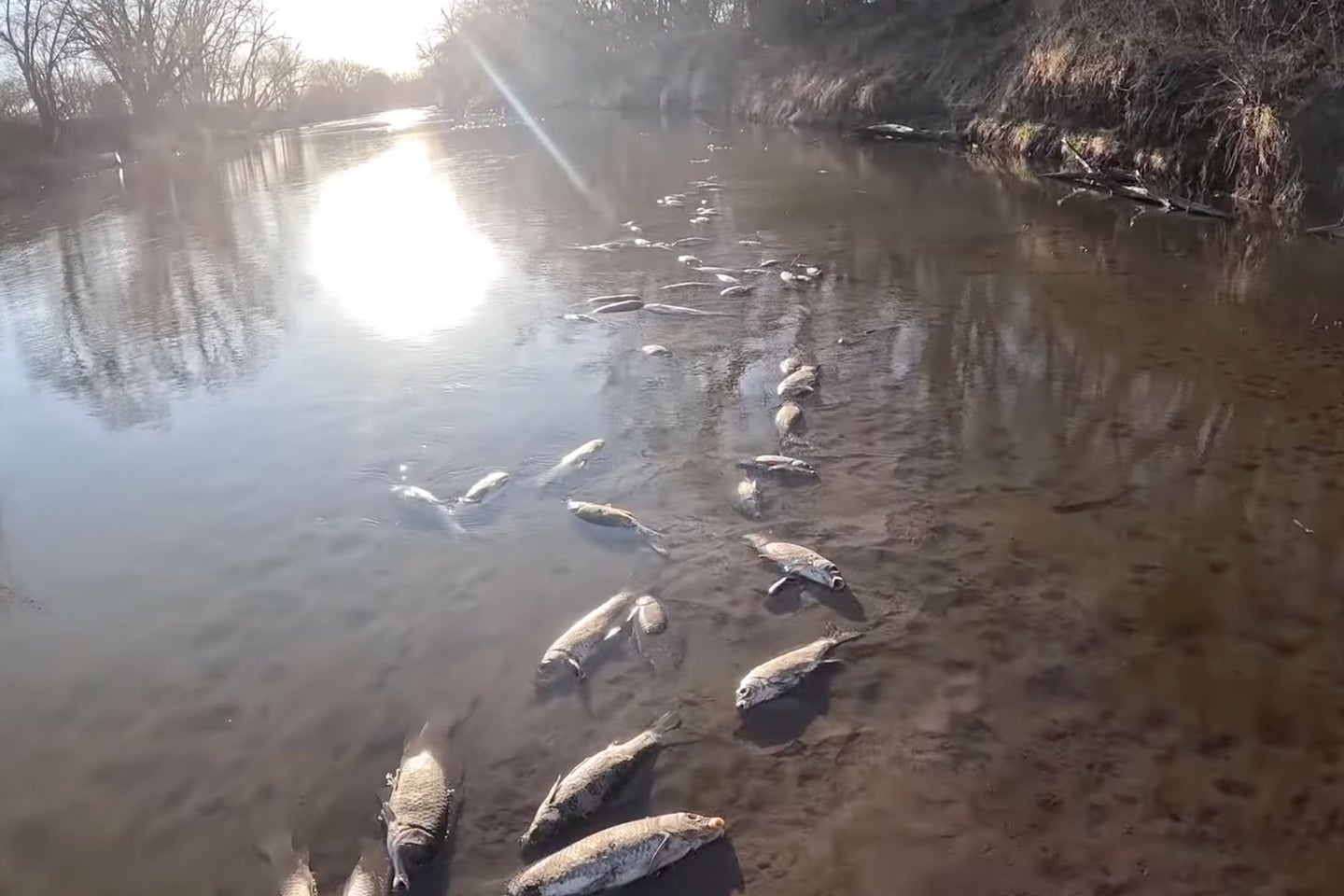 Hundreds of thousands of fish died after a fertilizer spill in Iowa.