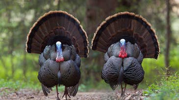 South Carolina Looks to Delay Turkey Season Amid Steep Bird Declines