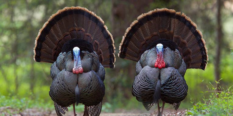 South Carolina Looks to Delay Turkey Season Amid Steep Bird Declines