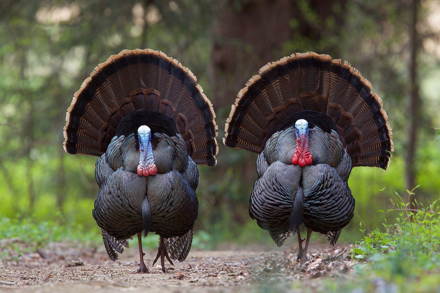 Two male turkeys in full strut in a field.