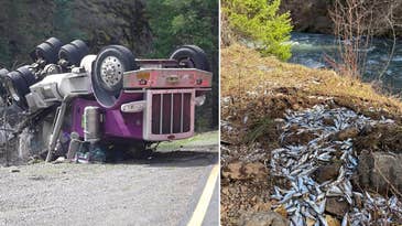 An Oregon Tanker Truck Carrying More Than 100,000 Hatchery Salmon Crashed Into the Wrong River