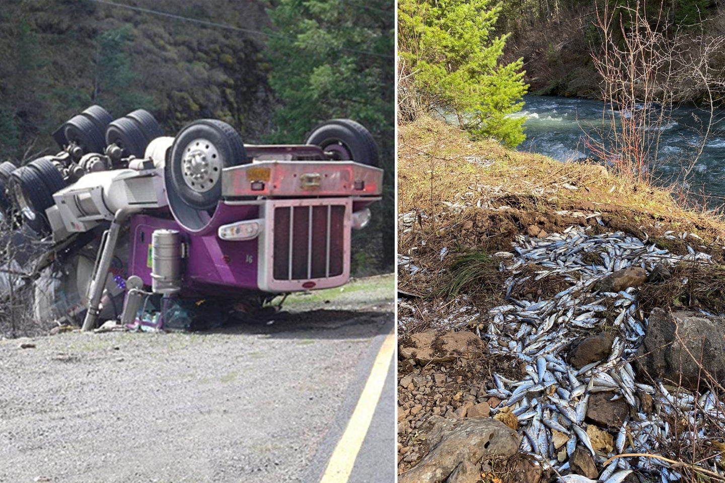 A hatchery truck crashed in Oregon spilling thousands of fish.