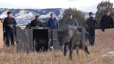 Transplanted Wolves Kill Rancher’s Calf in Rural Colorado